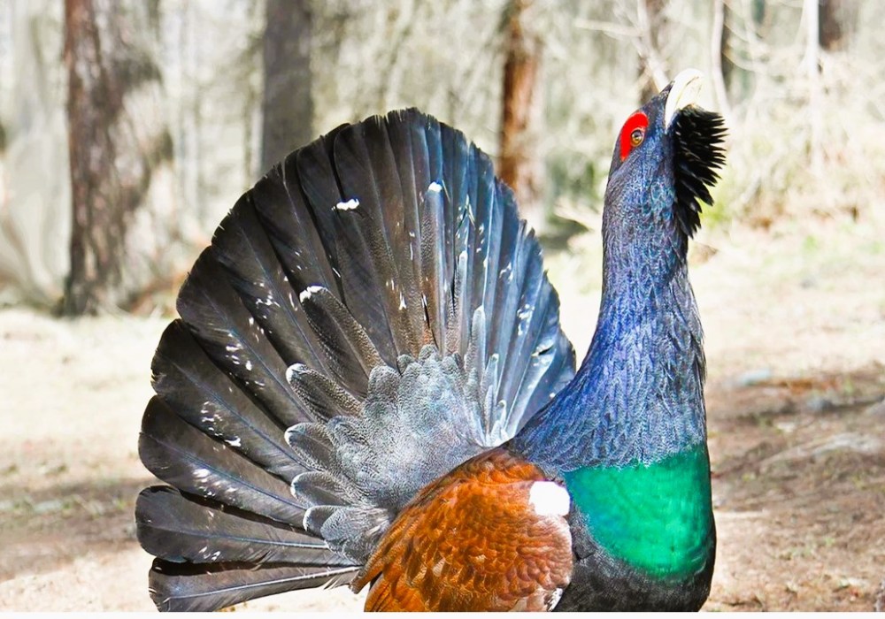 Bellezza di un volatile della famiglia dei fagiani